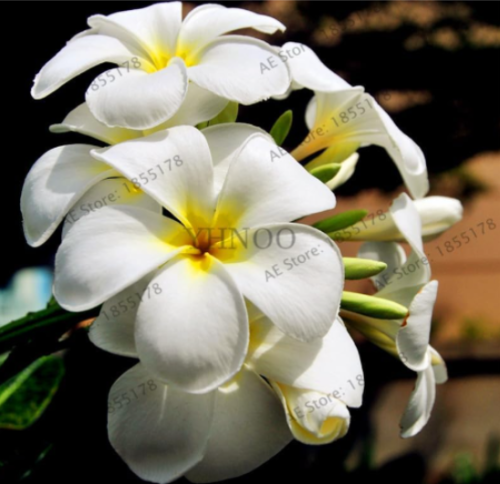 Frangipani Plumeria Rubra Flower Seeds Home and Garden Planting - (Color: 6)