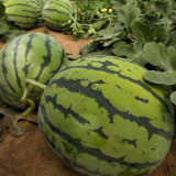 Jinxiu Tianwang Watermelon Seeds, F1 Hybrid Watermelon Seeds, Premium Watermelon Seeds, Red Flesh, High Sugar, Low Fiber