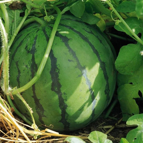 Jinxiu Tianwang Watermelon Seeds, F1 Hybrid Watermelon Seeds, Premium Watermelon Seeds, Red Flesh, High Sugar, Low Fiber