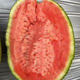 Premium Meihui 007 Watermelon Seeds, Elliptical Watermelon, F1 Hybrid Mini Gift Type, Early Maturing