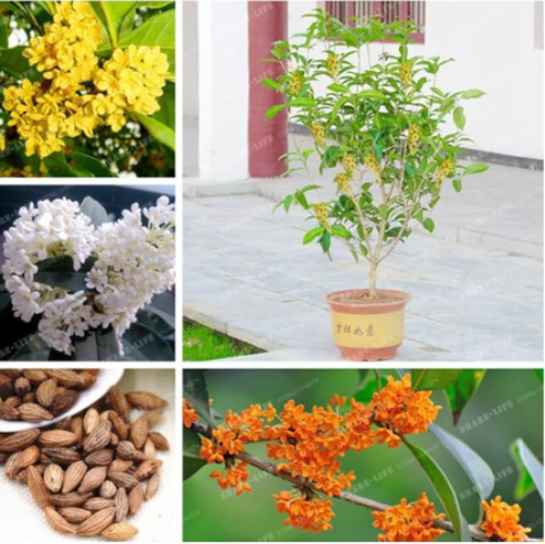 Osmanthus Fragrans Seed Charming and Fragrant Sweet Olive Tree (Color: Mix)