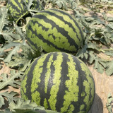 Jinxiu Tianwang Watermelon Seeds, F1 Hybrid Watermelon Seeds, Premium Watermelon Seeds, Red Flesh, High Sugar, Low Fiber