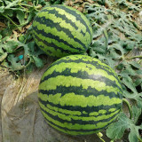 Jinxiu Tianwang Watermelon Seeds, F1 Hybrid Watermelon Seeds, Premium Watermelon Seeds, Red Flesh, High Sugar, Low Fiber