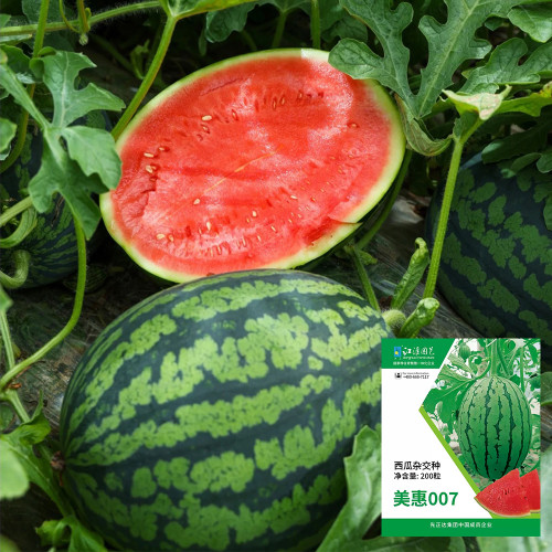 Premium Meihui 007 Watermelon Seeds, Elliptical Watermelon, F1 Hybrid Mini Gift Type, Early Maturing