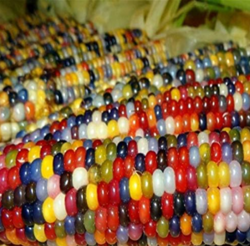 Sweet glutinous Corn Seed Colorful Corn Plant Grain (Color: Mix)