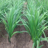 Fusheng No.1 Leek Seeds, Snow Leek Seeds, High Yield, Thick Fleshy Leaves, Lodging Resistant, Year-Round Harvest