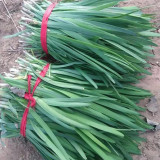 Fusheng No.1 Leek Seeds, Snow Leek Seeds, High Yield, Thick Fleshy Leaves, Lodging Resistant, Year-Round Harvest