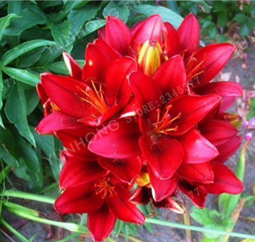 Rare Red Lily Bulb Fragrance Home and Garden Plants - (Color: 1)
