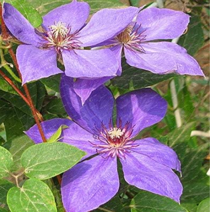 Clematis Flower Seeds (Color: Purple)
