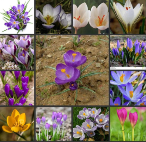 Crocus sativus semillas - Fanhonghua - Seed (Color: Mix)