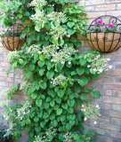 Climbing Hydrangea White Flower Vine Seeds