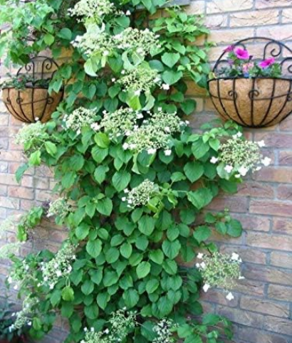 Climbing Hydrangea White Flower Vine Seeds