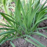Fusheng No.1 Leek Seeds, Snow Leek Seeds, High Yield, Thick Fleshy Leaves, Lodging Resistant, Year-Round Harvest