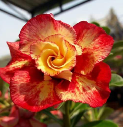 Unique Desert Rose Seeds (Color: 17)