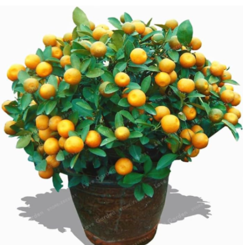 Citrus Mitis Seeds for Home Garden Grow Potted plant