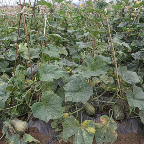 Beimi No.2 Pumpkin Seeds, Chinese Pumpkin Seeds, Hybrid Pumpkin, Pear-Shaped Pumpkin, Sweet Flesh