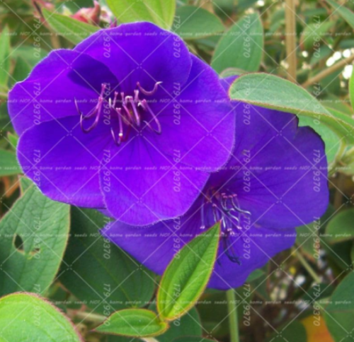 Climbing Mandevilla Sanderi Dipladenia sanderi Seed (Color: 4)