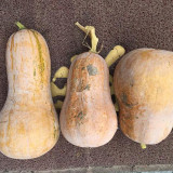 Beimi No.2 Pumpkin Seeds, Chinese Pumpkin Seeds, Hybrid Pumpkin, Pear-Shaped Pumpkin, Sweet Flesh
