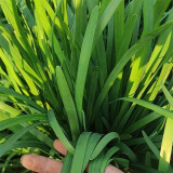 Fusheng No.1 Leek Seeds, Snow Leek Seeds, High Yield, Thick Fleshy Leaves, Lodging Resistant, Year-Round Harvest