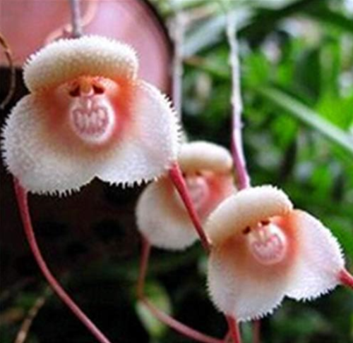 Cute Monkey Face Orchid Flower Seeds for Home Garden