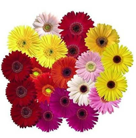 Beartifual Daisy Seed Plant Rare Rainbow Chrysanthemum 9 Colors Mix