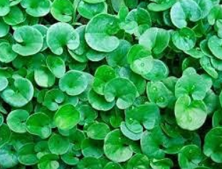 Semi-floor meadow Dichondra Repens Seeds