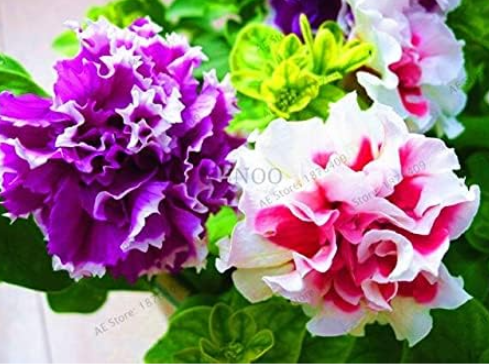 Double Petals Petunia Plant Seed (Color: 8)
