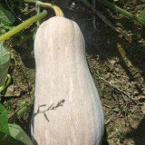 Beimi No.2 Pumpkin Seeds, Chinese Pumpkin Seeds, Hybrid Pumpkin, Pear-Shaped Pumpkin, Sweet Flesh