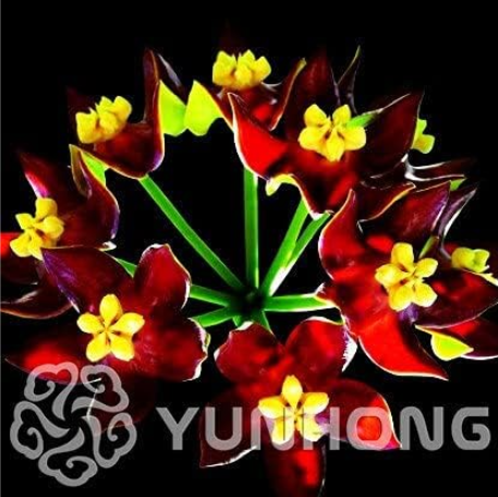 Rare Ball Orchid Flower Seed Hoya Carnosa Flower (Color: 16)