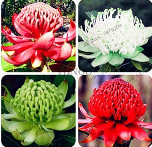 South Wales Waratah (Telopea speciosissima) Flower Seed