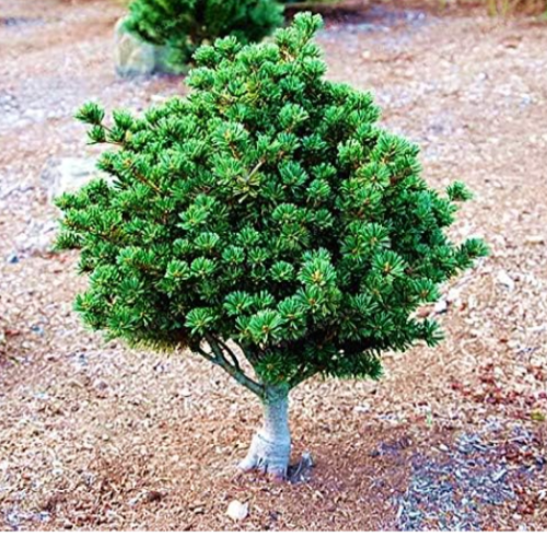 Japanese White Spruce Pine Pinus Parviflora Tree Seed