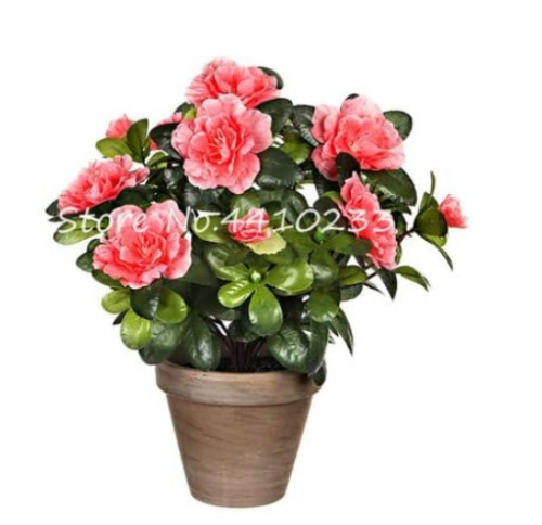 Bright Flower Japanese Azalea Seed Rhododendron Azalea (Color: b)