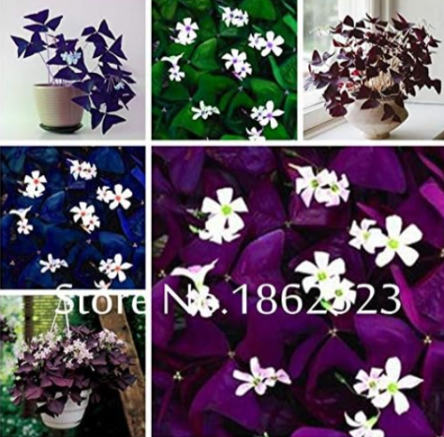 Oxalis Wood Sorrel Flower Oxalis Purple Shamrock Clover (Color: Mixed)