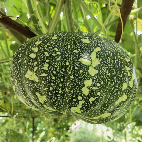 Mibei 308 Pumpkin Seeds, Oblate Pumpkin, Early-maturing Hybrid Variety, Superior Quality, Sweet Flavor