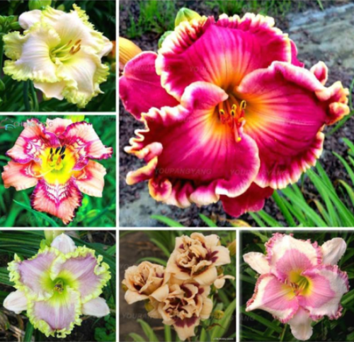 Rare Lily Seed Pleasant Fragrance Plant for Home & Garden