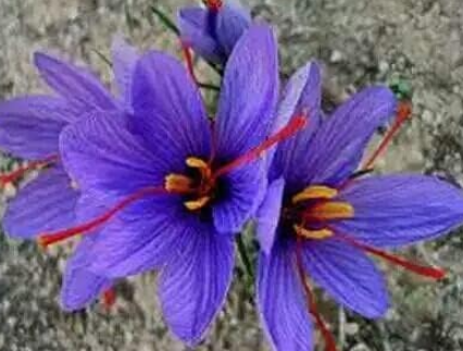 Fresh Real Crocus sativus semillas - Fanhonghua - Seed Flower (Color: 2)