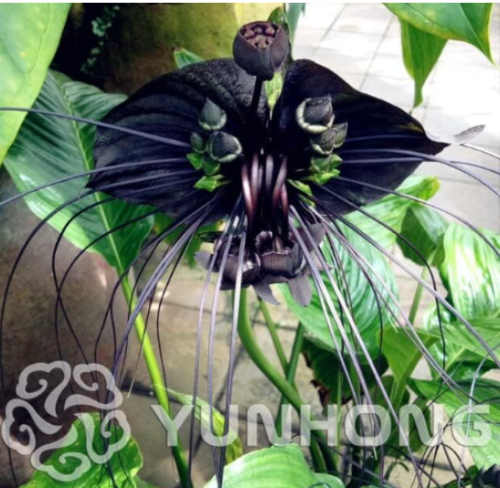 Tacca Chantrieri Seeds, Black BAT Beautiful Flower (Color: 2)