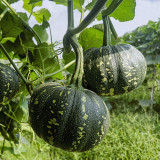 Mibei 308 Pumpkin Seeds, Oblate Pumpkin, Early-maturing Hybrid Variety, Superior Quality, Sweet Flavor