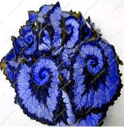 Coleus Potted Flower Seed (Color: 21)