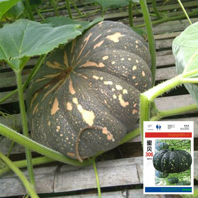 Mibei 306 F1 Hybrid Pumpkin Seeds, Flattened-Round Shape Pumpkin, Early Harvest Variety, Thick Orange Flesh, High Yield