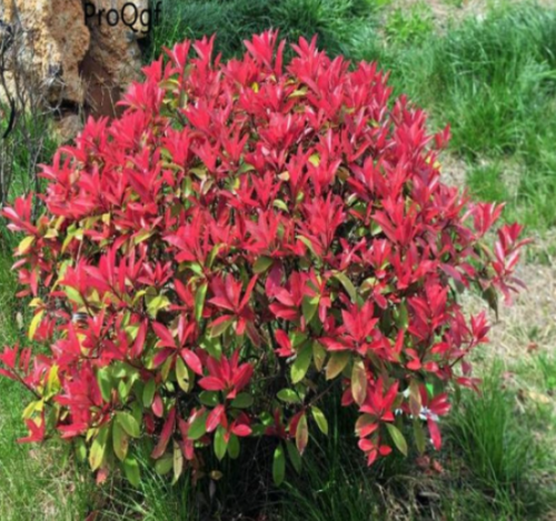 Photinia serrulata Seeds Muhlenbergia capillaris