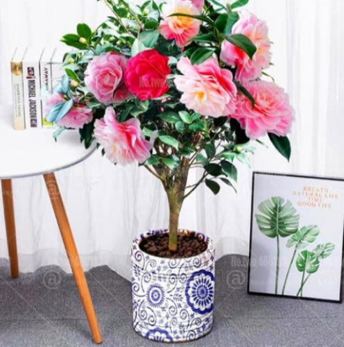 Camellia Seed Plants Common Camellia Flowers (Color: 5)