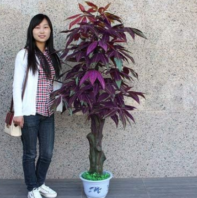 Mini Pachira Macrocarpa Plant Rare Money Tree (Color: 7)