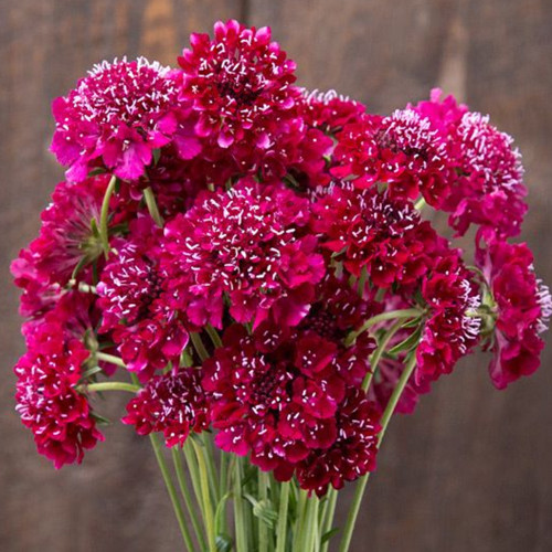 Scabiosa atropurpurea Red Flower Seeds – Pincushion Mourningbride | Cold-Hardy Annual for Cut Flowers & Borders