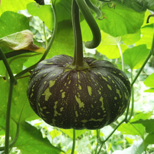 Mibei 306 F1 Hybrid Pumpkin Seeds, Flattened-Round Shape Pumpkin, Early Harvest Variety, Thick Orange Flesh, High Yield