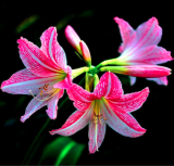 Amaryllis Bulb (Color: 17)