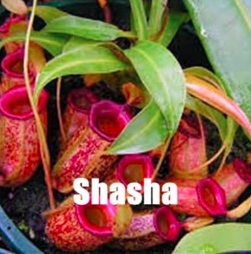 Nepenthes Plants Multiple Varieties of Hybrid Seed Herbs Carnivorous Plants - (Color: 7)