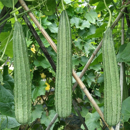 Meiling No.2 Luffa Seeds, First-Generation Hybrid, Vigorous Growth, Long Luffa, Ideal for Stable Harvests
