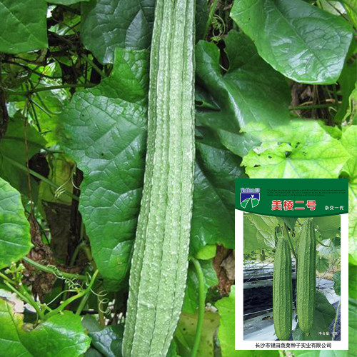 Meiling No.2 Luffa Seeds, First-Generation Hybrid, Vigorous Growth, Long Luffa, Ideal for Stable Harvests