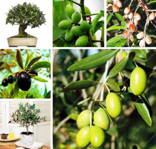 Rare Olive Seed Tree (Olea Europaea) Potted Fresh Exotic Tree